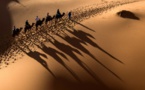 Des étalons dans une tempête de sable: défi équestre dans le désert marocain