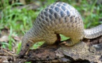 Des centaines de milliers de pangolins vendus illégalement dans le monde