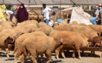 (COVID-19) Maroc : fermeture de 7 marchés de bétail pour non respect des mesures sanitaires