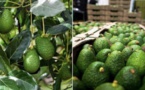 Avocado Production: Morocco's COMADER Vigorously Denounces False Allegations of Valencia Farmers Association