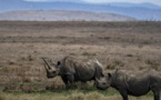 Afrique du Sud: des cornes de rhinocéros radioactives pour décourager les braconniers