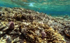 En Egypte, les coraux perdent leurs couleurs et le monde une protection