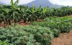 Du manioc plutôt que du maïs: le climat pousse les fermiers africains à changer de cultures (rapport)