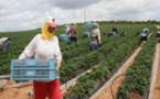 Etude: L’agriculture marocaine parmi les plus attractives en Afrique, en 2022