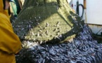 Espagne : Trois bateaux de pêche de Barbate entament leurs activités dans les eaux marocaines