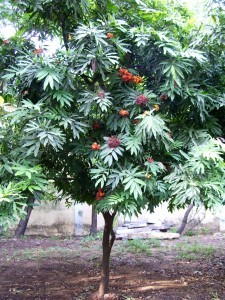 Un arbre sacré de l'Inde - Ashoka