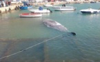Kabylie : une baleine s’échoue sur les côtes d’Azeffun