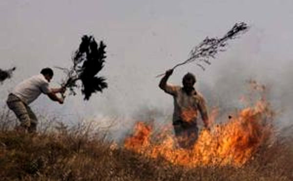 C’est en Kabylie qu’il y a eu le plus d’incendies en 2016 selon la direction algérienne des forêts