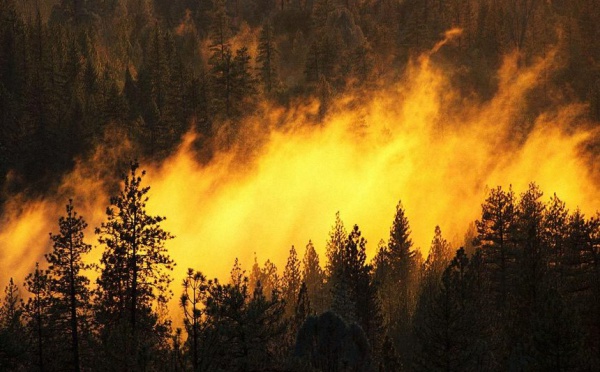 Vgayet : le parc national de Gouraya est la proie des flammes