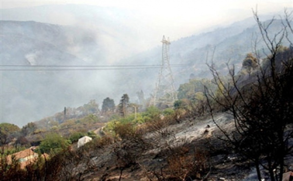 Feu de forêt à Tizi-Ouzou : 196.5 hectares détruits par les flammes