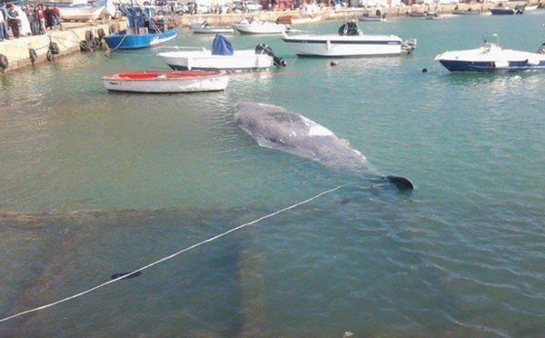 Kabylie : une baleine s’échoue sur les côtes d’Azeffun