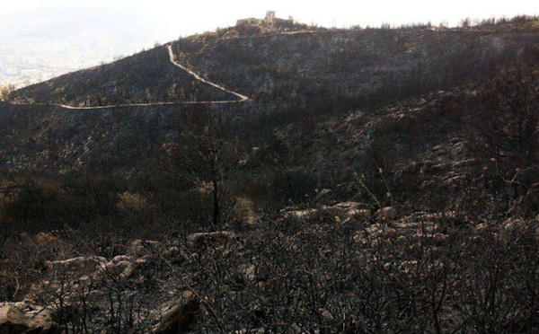 Un incendie gigantesque a dévasté le Parc de Gouraya : Réaction du Centre Kabyle de l'Environnement