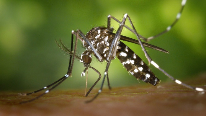 La dengue circule à un niveau bas, mais les mesures de prévention doivent se poursuivre
