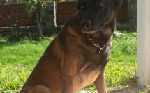 Darck, chien pompier, porté disparu depuis 10 jours