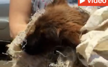 St-Pierre : Des chiens enfermés vivants dans des sacs et jetés dans une ravine