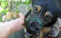 Le Tampon: Le chien muselé avec du fil barbelé retrouve une famille