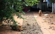 Saint-Pierre: Les chiens laissés dans une cour ont été récupérés